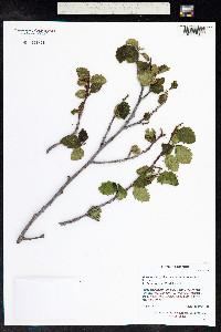 Alnus incana image