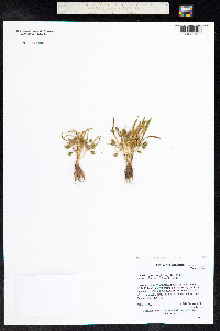 Oreobroma pygmaea image