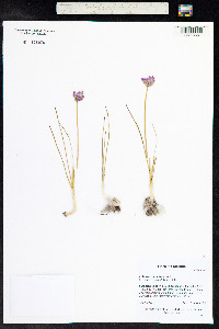 Allium acuminatum image
