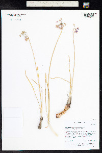 Allium geyeri image