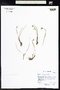 Lloydia serotina image