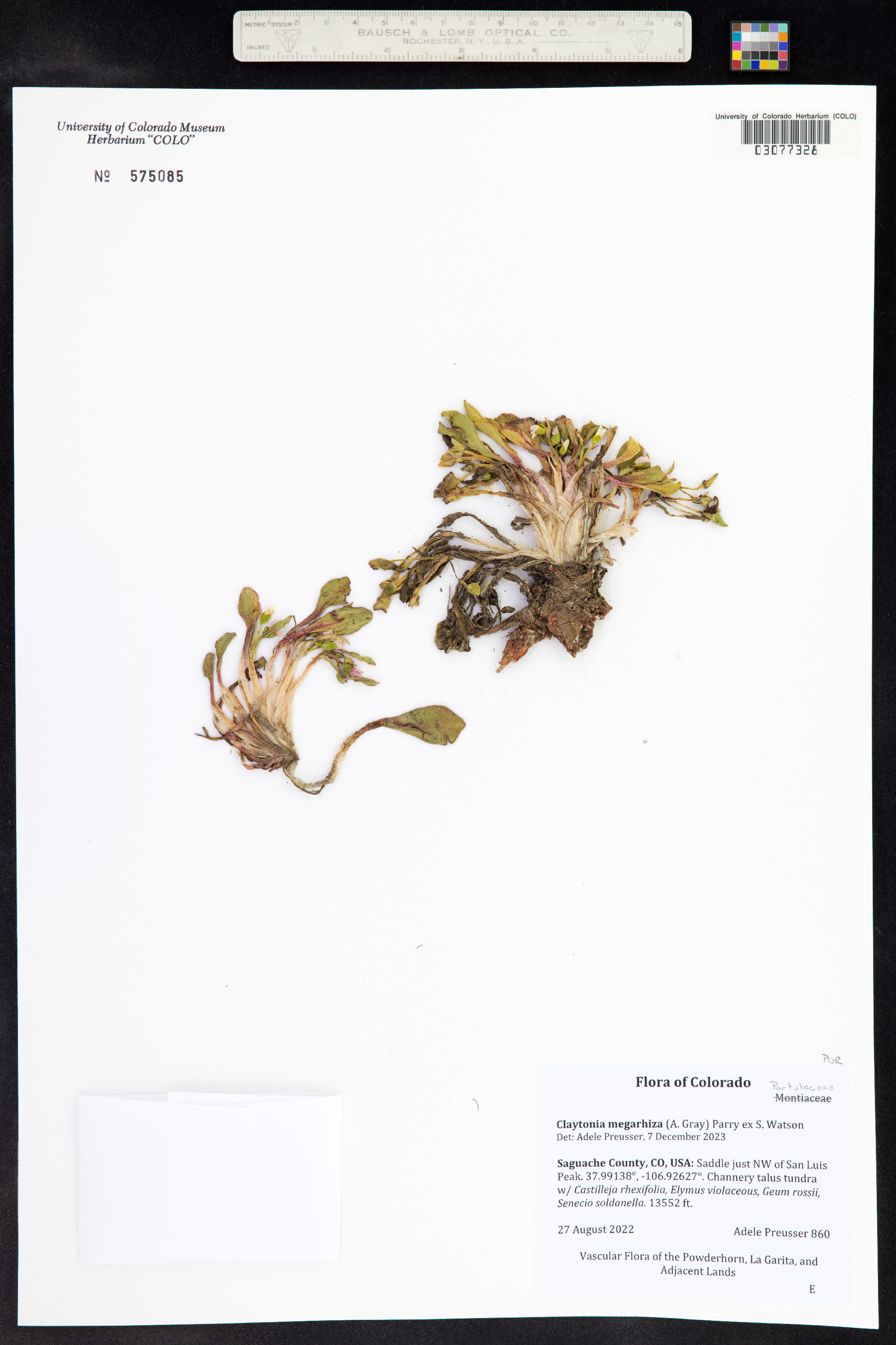 Claytonia megarhiza image