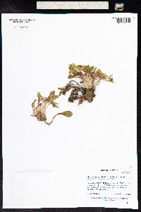 Claytonia megarhiza image