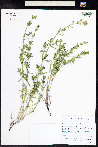 Galium boreale image