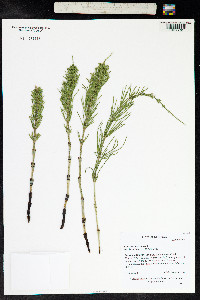 Equisetum arvense image