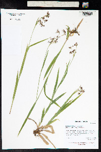 Luzula parviflora image