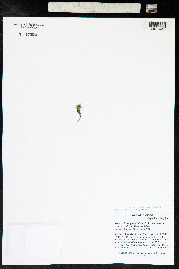 Arenaria lanuginosa var. lanuginosa image