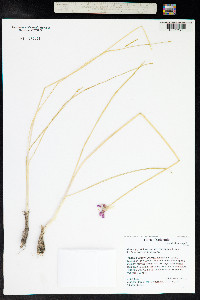 Allium geyeri image