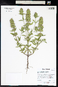 Dracocephalum parviflorum image