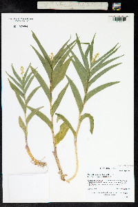 Maianthemum stellatum image