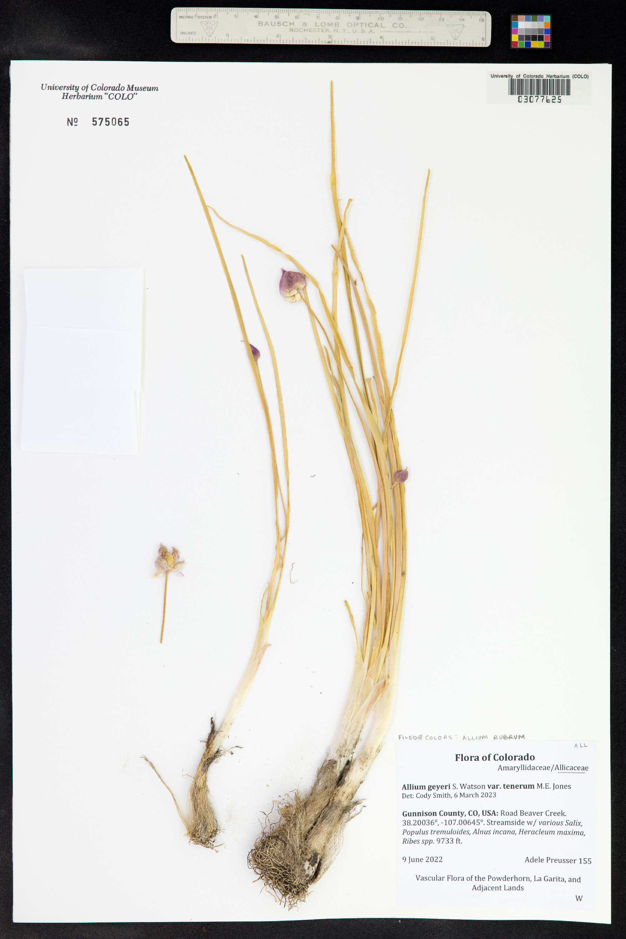 Allium geyeri image