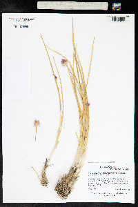 Allium geyeri image