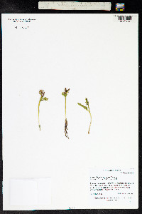 Botrychium minganense image