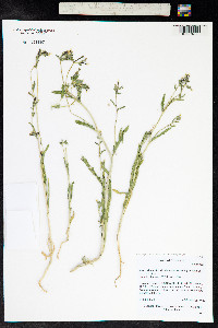 Mentzelia albicaulis image