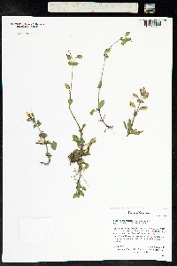 Mimulus guttatus image