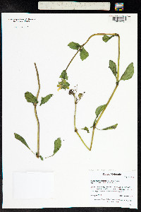 Mimulus guttatus image