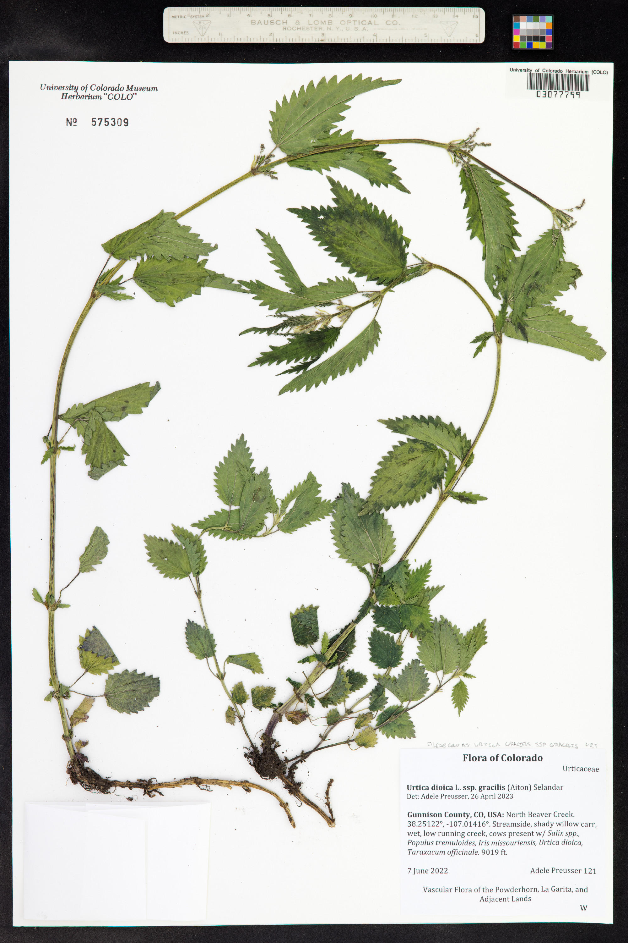 Urtica dioica ssp. gracilis image