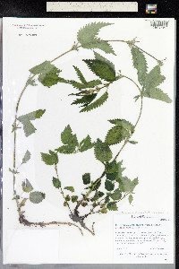 Urtica dioica image