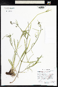 Valeriana edulis image