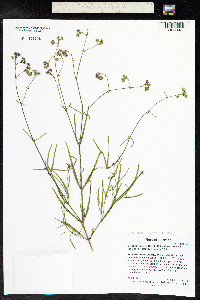 Mirabilis linearis var. linearis image