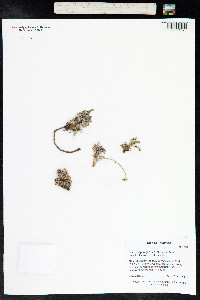 Oreoxis alpina image