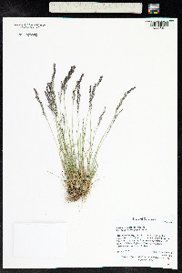 Agrostis variabilis image