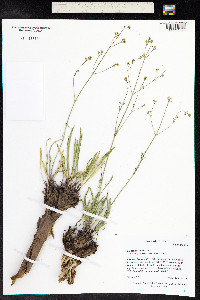 Valeriana edulis image