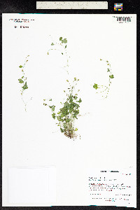 Saxifraga rivularis image