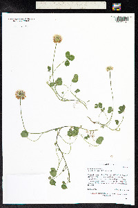 Trifolium repens image