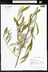 Salix drummondiana image