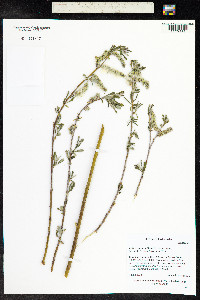 Salix drummondiana image