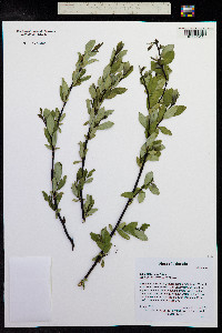 Salix planifolia image