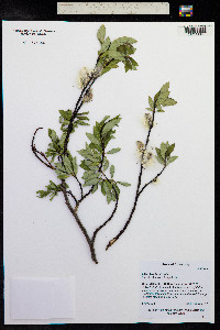 Salix planifolia image