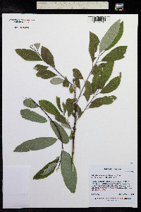Salix drummondiana image