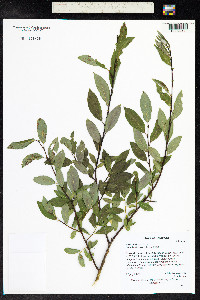 Salix bebbiana image
