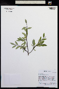 Salix planifolia image
