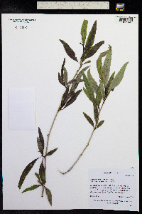Populus angustifolia image