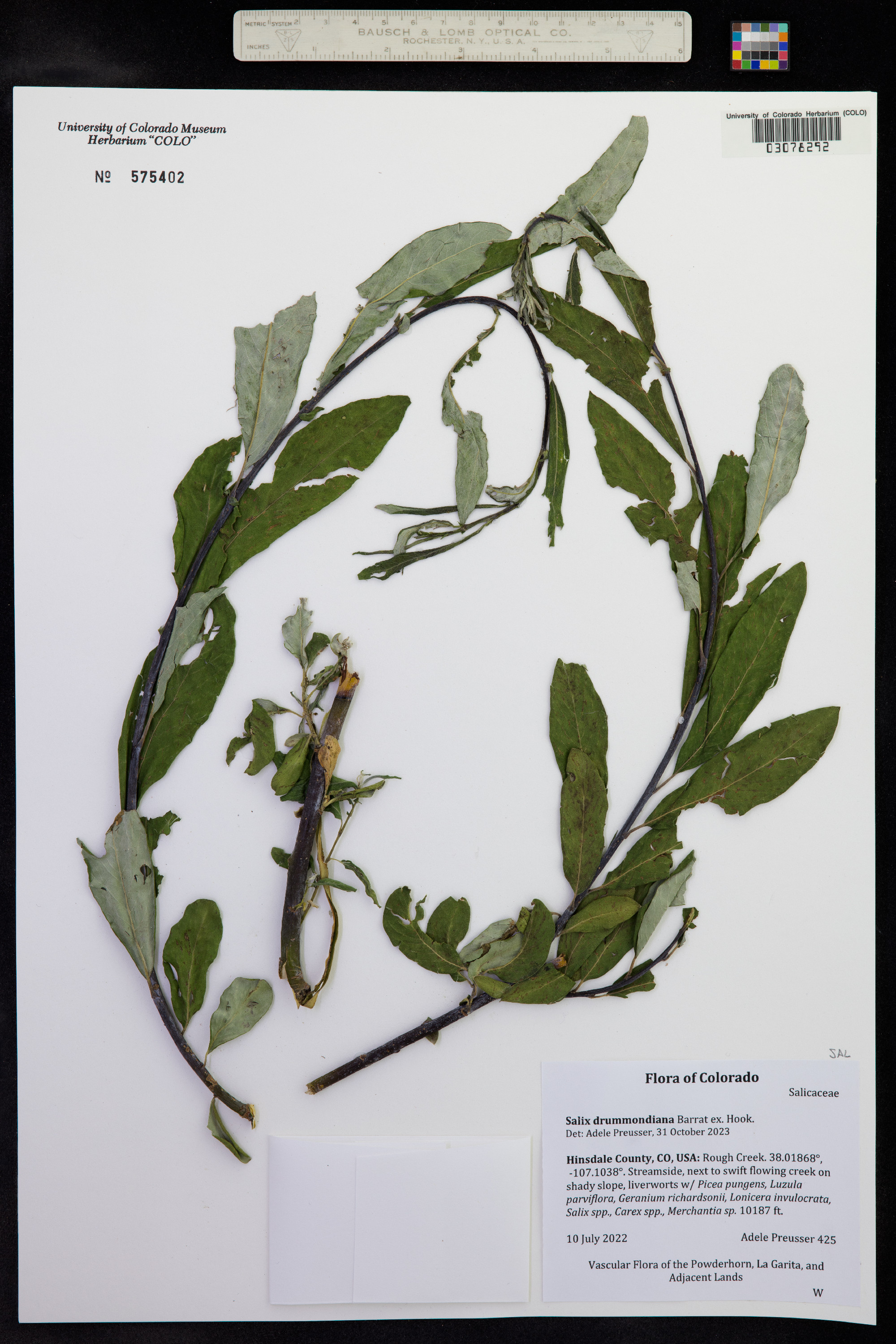 Salix drummondiana image