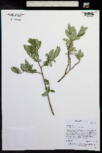 Salix glauca image