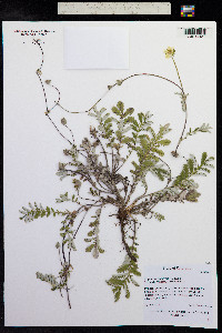 Potentilla anserina ssp. anserina image