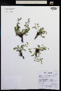 Geum rossii image