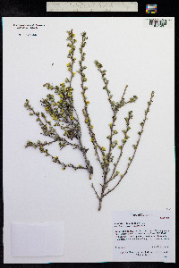 Purshia tridentata image