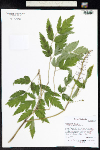 Actaea rubra image