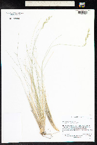 Festuca arizonica image