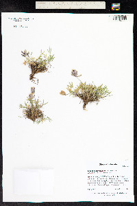 Trifolium dasyphyllum image