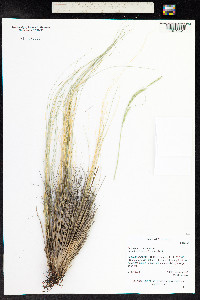 Festuca arizonica image