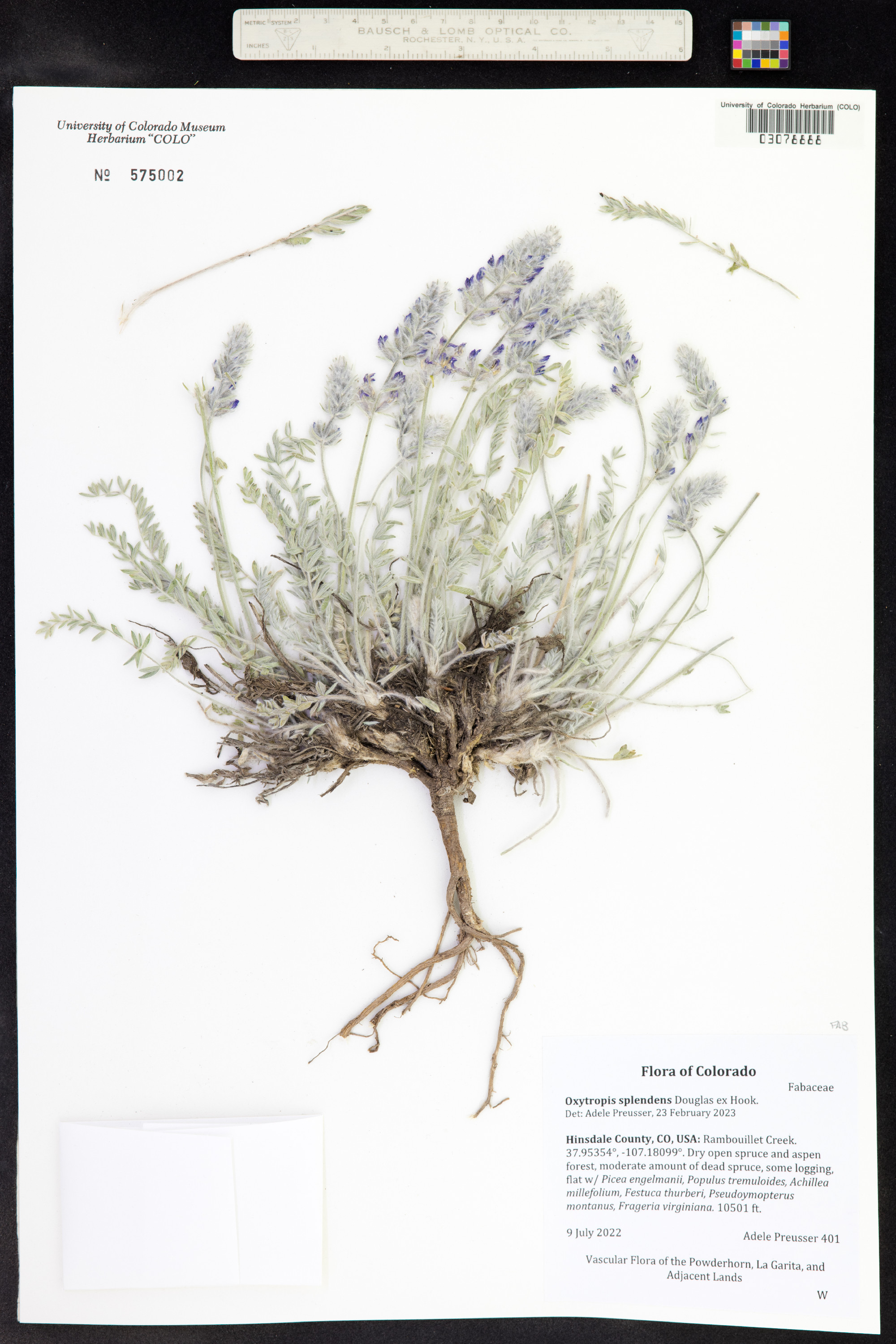 Oxytropis splendens image