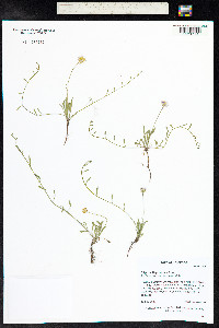 Erigeron flagellaris image