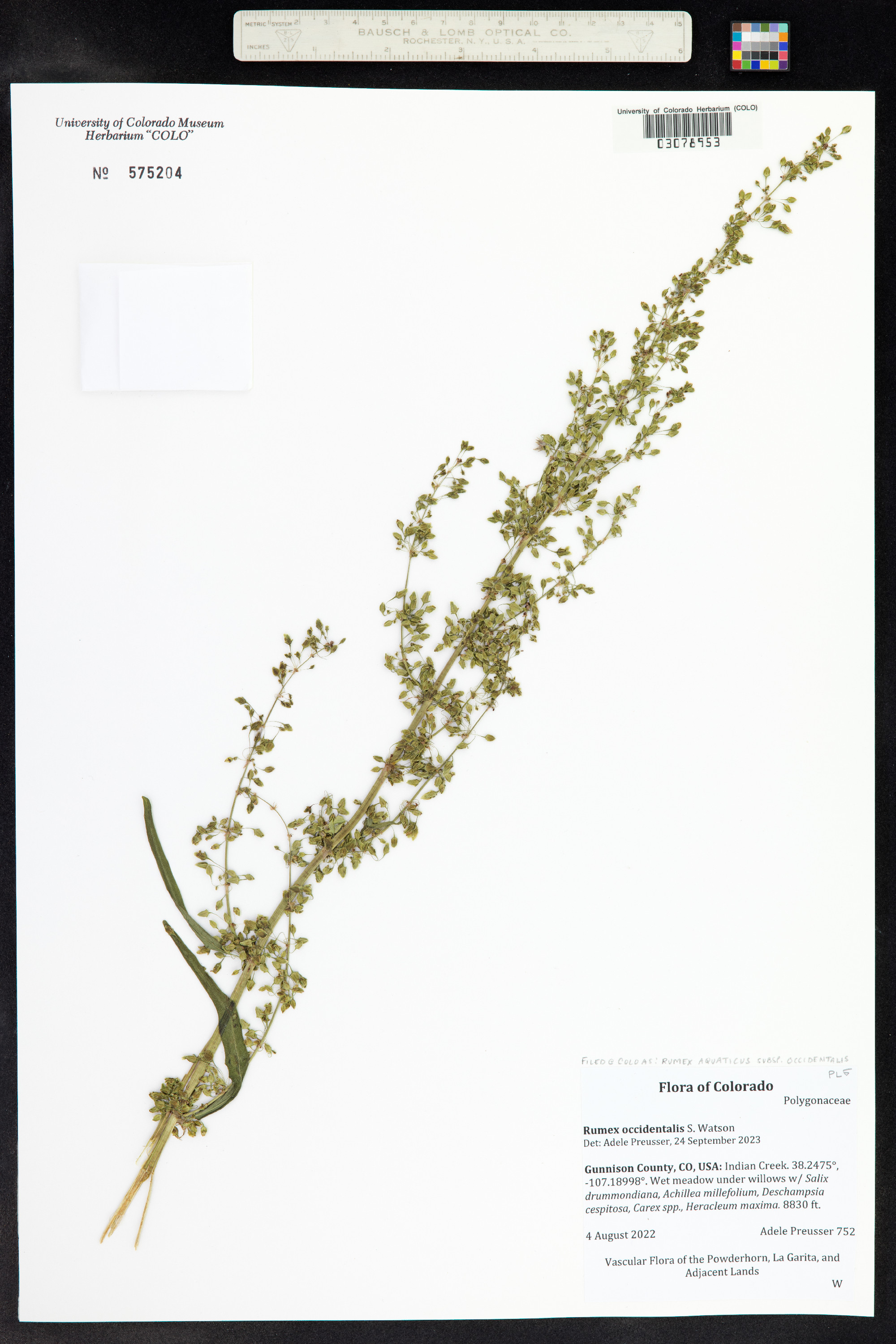 Rumex aquaticus image
