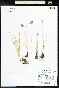 Allium geyeri image